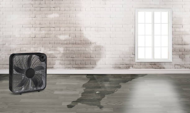 Best Water damage mitigation services  in Stockbridge, MI
