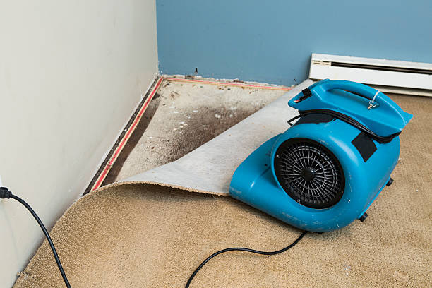 Best Water damage restoration mold remediation  in Stockbridge, MI
